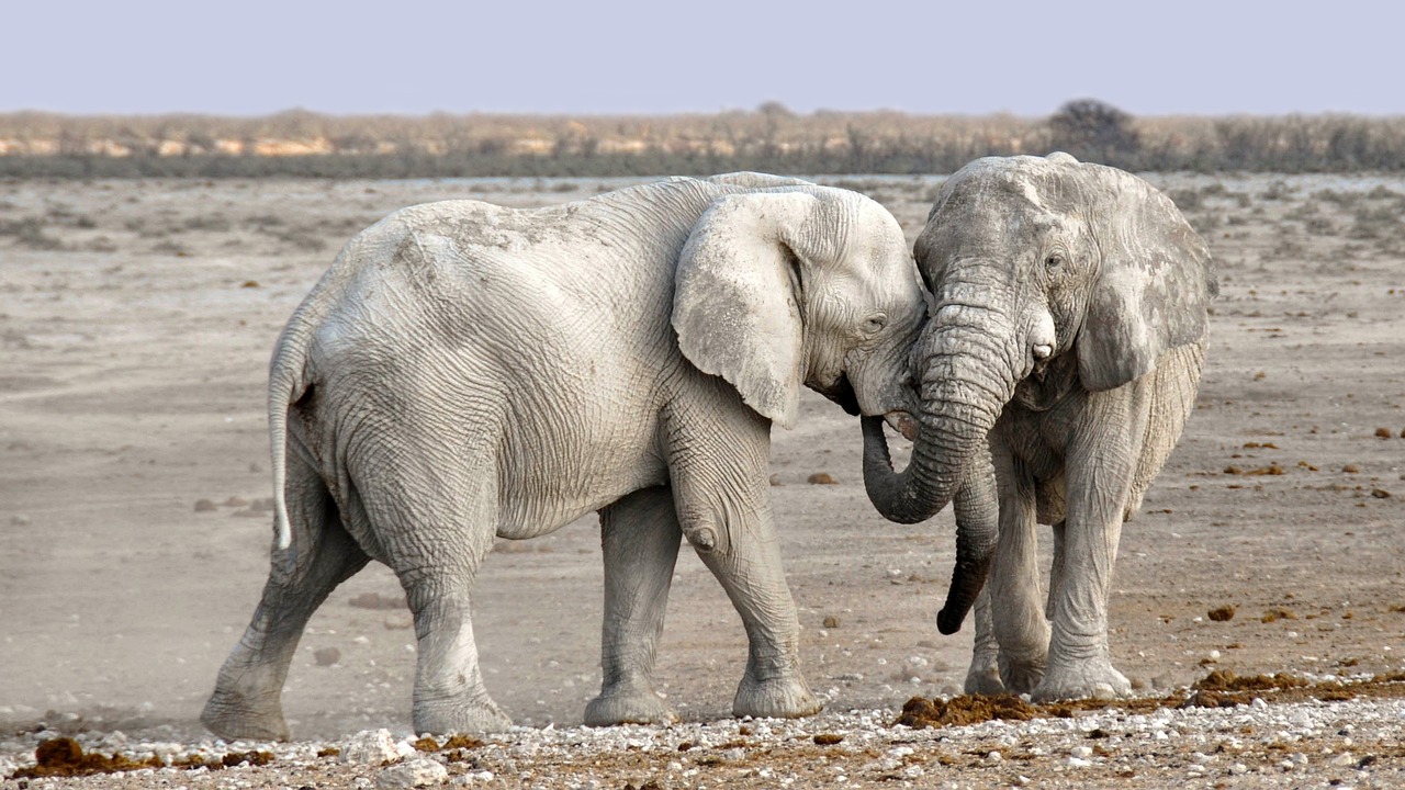 What Role Do National Parks Play in Conservation?